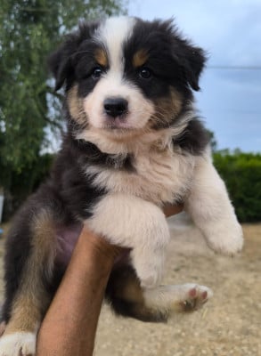 Les chiots de Berger Australien