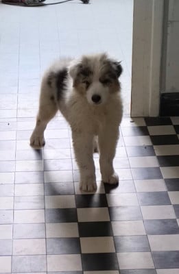 Les chiots de Berger Australien