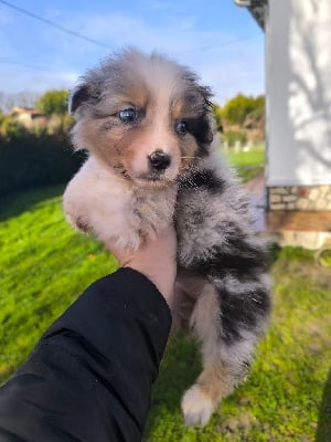 Les chiots de Berger Australien