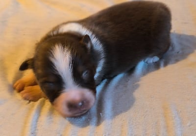 Les chiots de Berger Australien