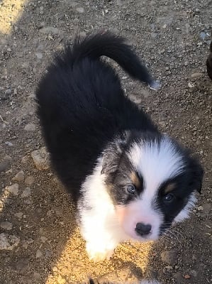 Les chiots de Berger Australien