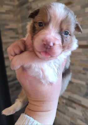 Les chiots de Berger Australien