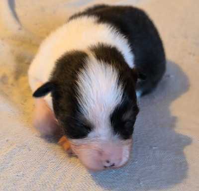 Les chiots de Berger Australien