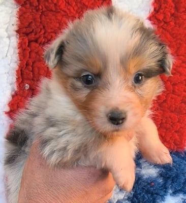 Les chiots de Berger Australien