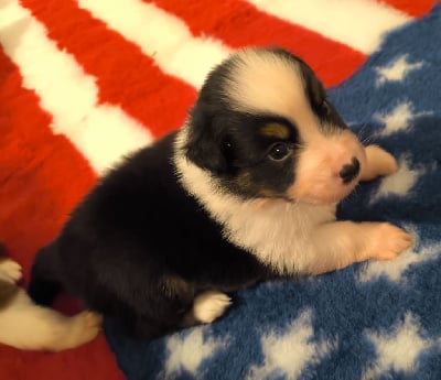 Les chiots de Berger Australien