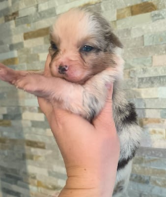 Les chiots de Berger Australien