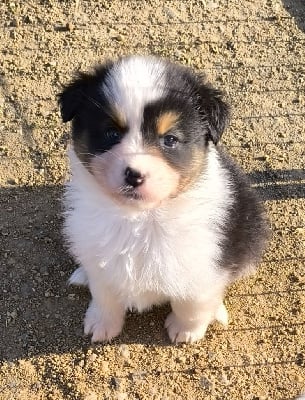 Les chiots de Berger Australien