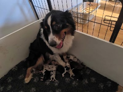 Les chiots de Berger Australien