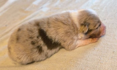 Les chiots de Berger Australien