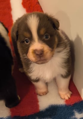 Les chiots de Berger Australien