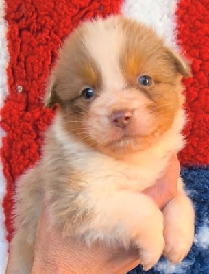 Les chiots de Berger Australien