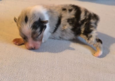 Les chiots de Berger Australien