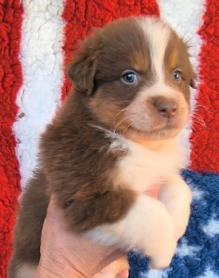 Les chiots de Berger Australien