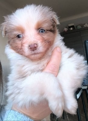 Les chiots de Berger Australien