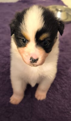 Les chiots de Berger Australien