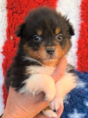 Les chiots de Berger Australien