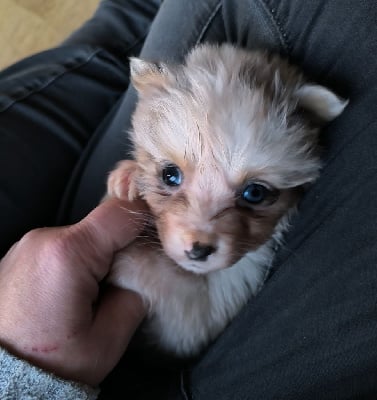 Les chiots de Berger Australien
