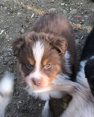 Les chiots de Berger Australien