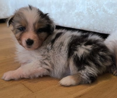 Les chiots de Berger Australien