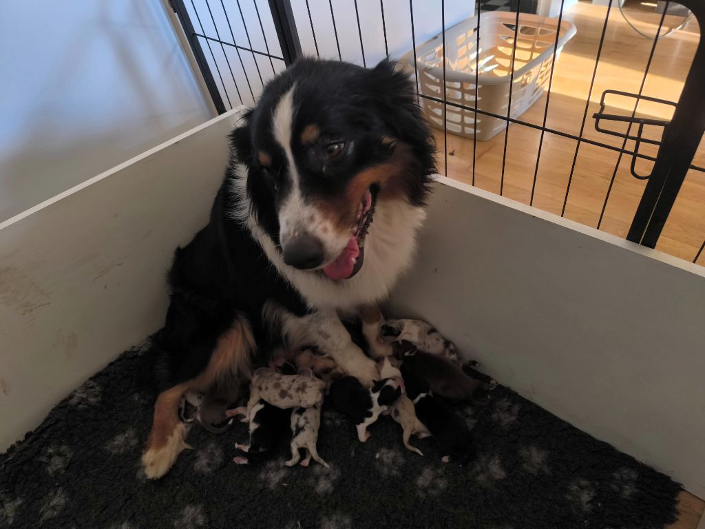 Berger Australien - Du Royaume d'Amasa 