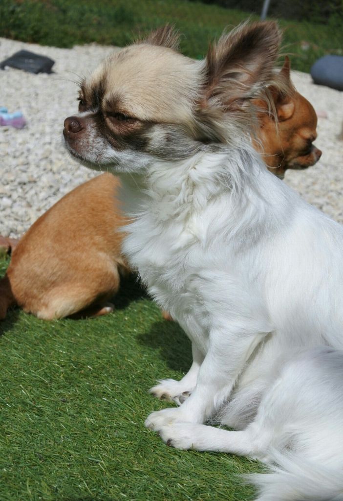 Publication : Of Elderflower Cottage