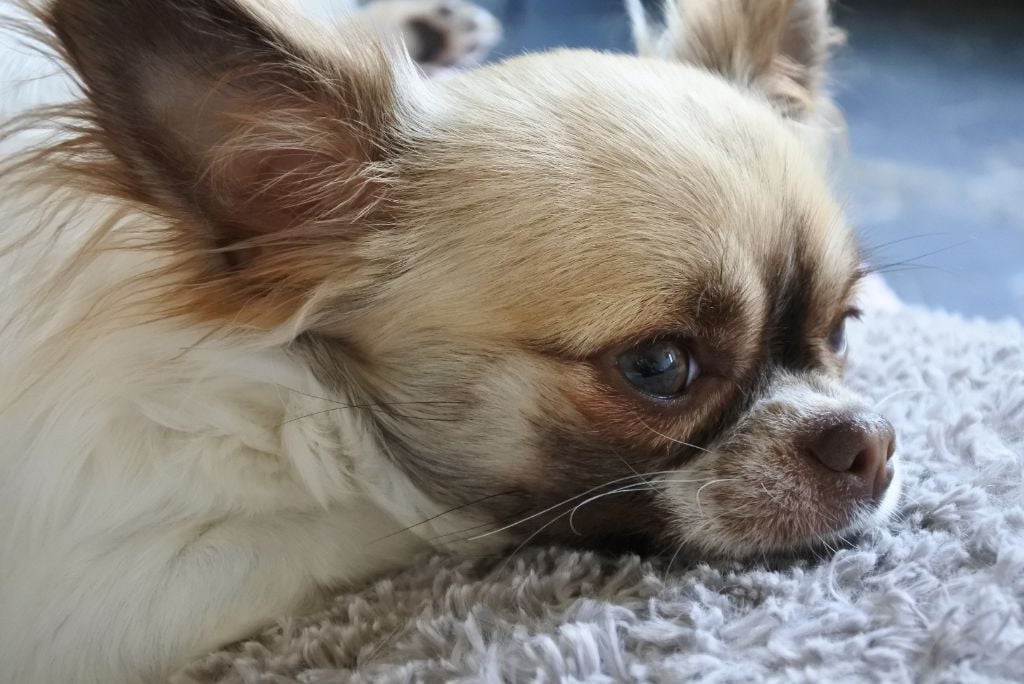 Publication : Of Elderflower Cottage