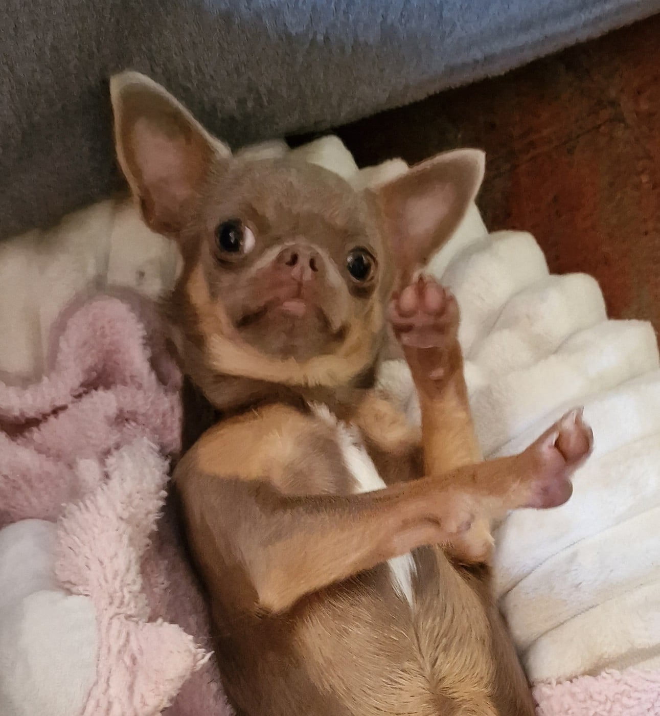 U 'Shine Like A Diamond Baby des ptits dragons de cupidon