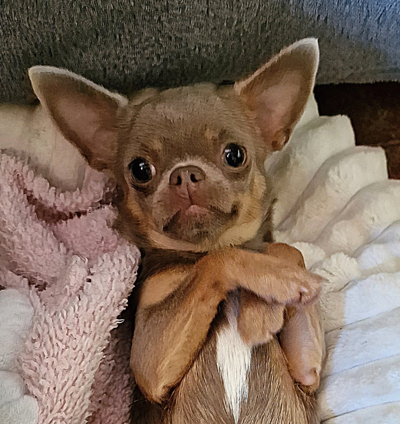 U 'Shine Like A Diamond Baby des ptits dragons de cupidon