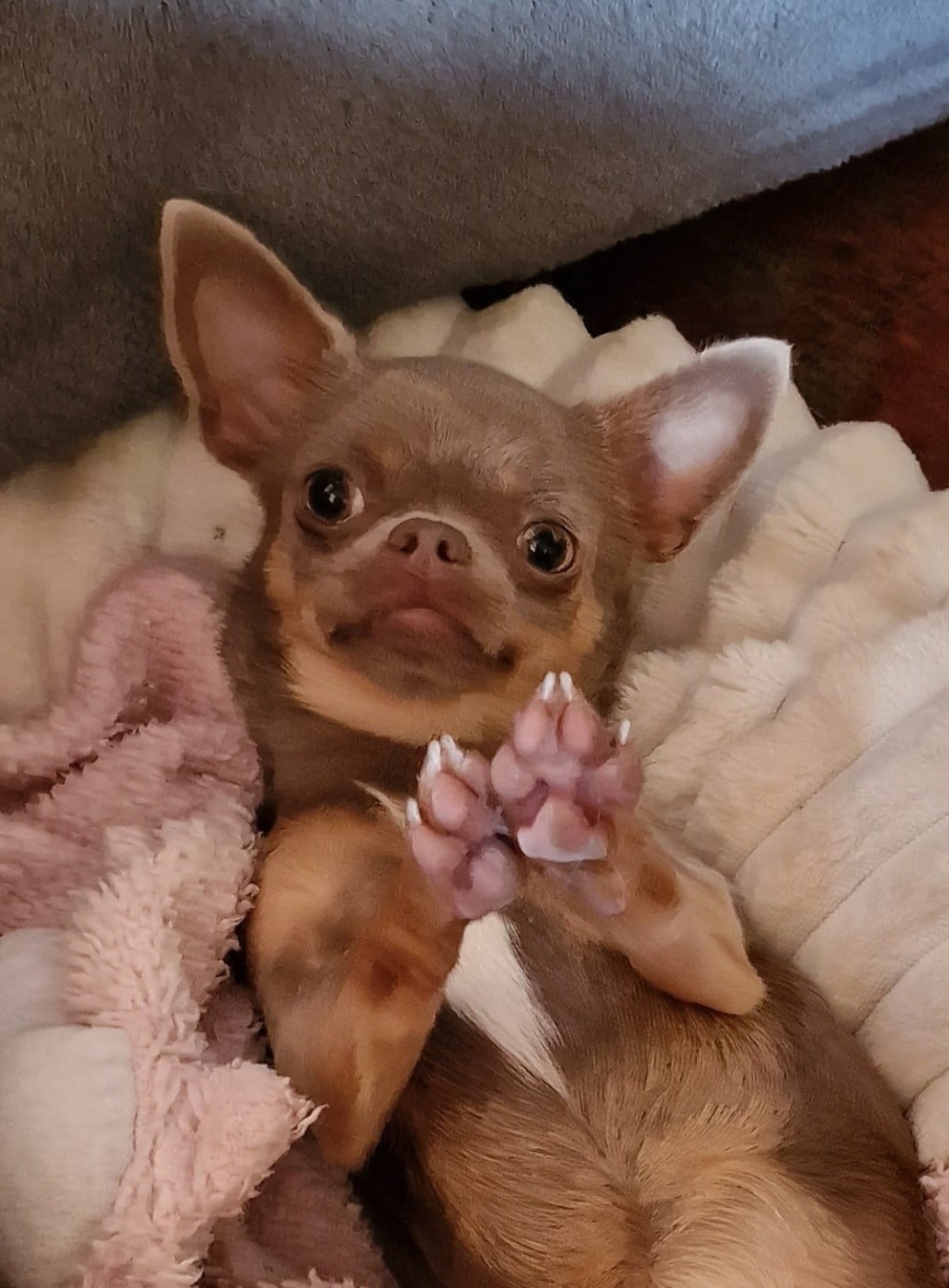 U 'Shine Like A Diamond Baby des ptits dragons de cupidon