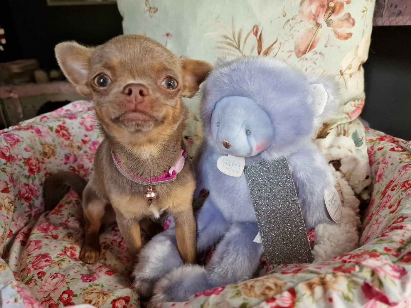 U 'Shine Like A Diamond Baby des ptits dragons de cupidon