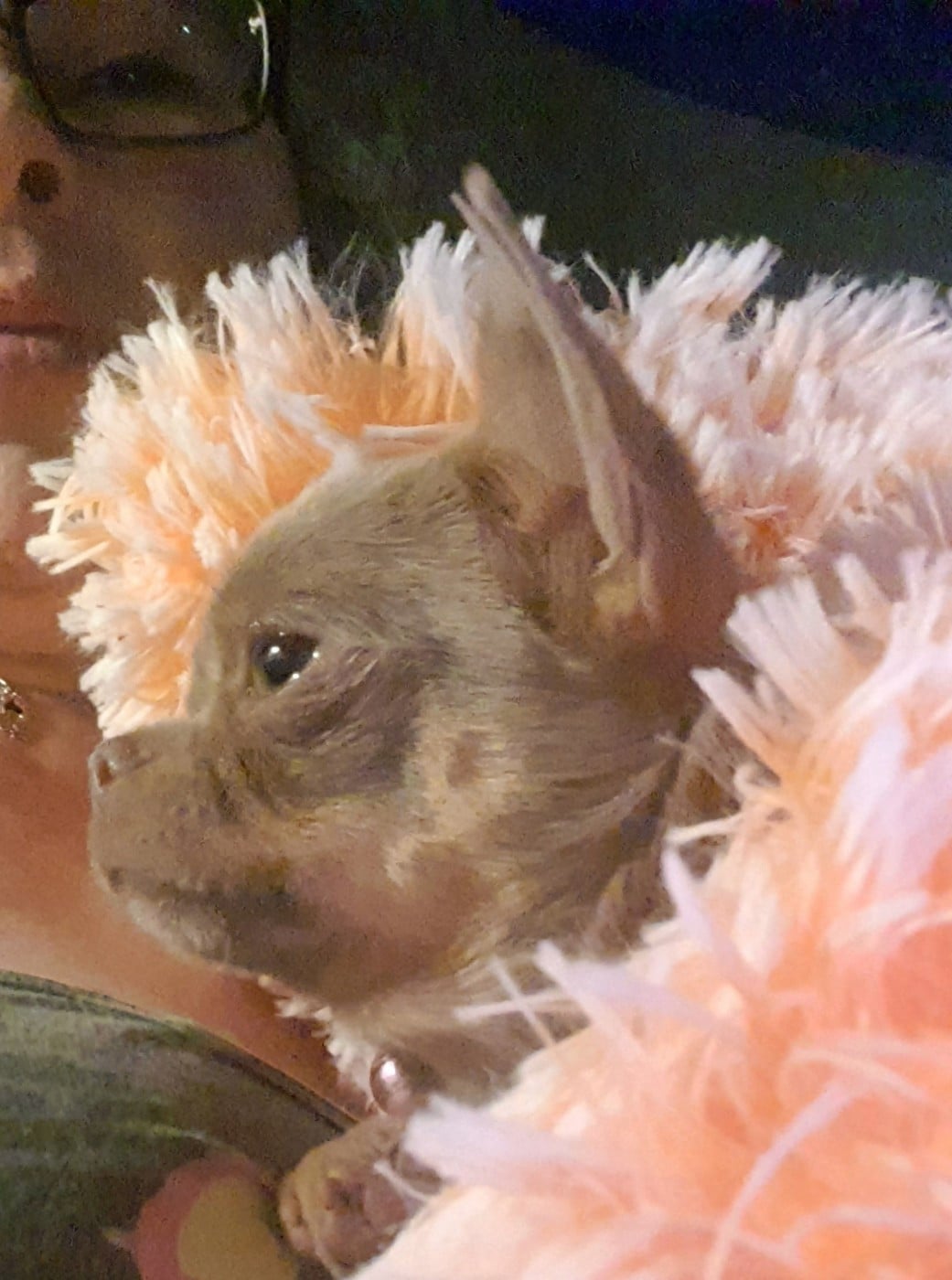 U 'Shine Like A Diamond Baby des ptits dragons de cupidon