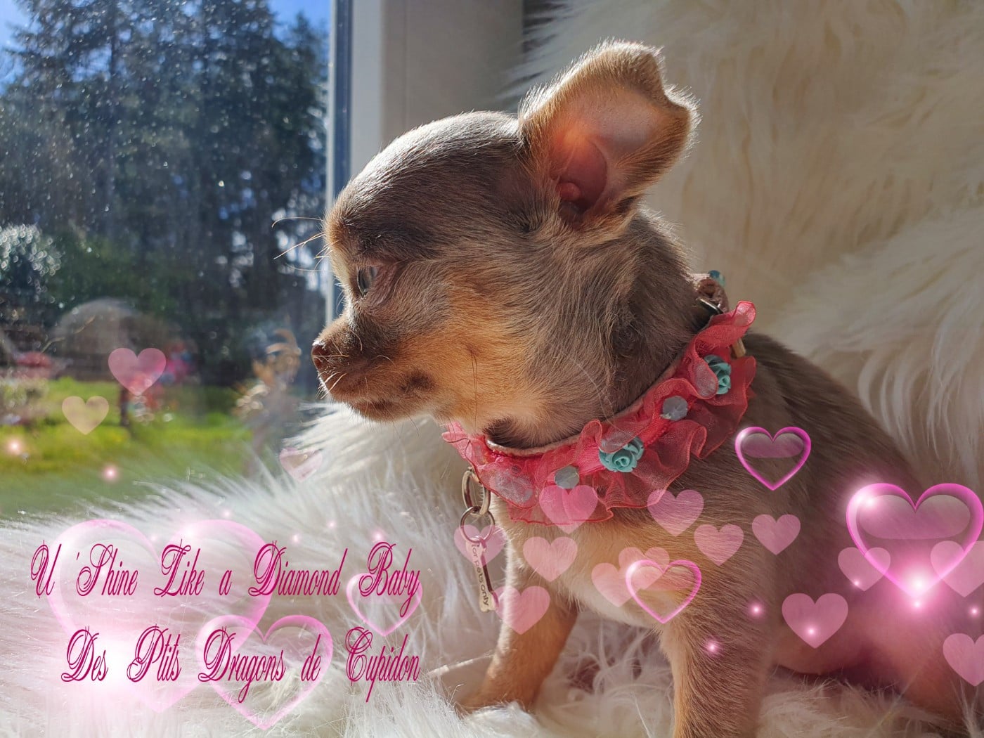 U 'Shine Like A Diamond Baby des ptits dragons de cupidon