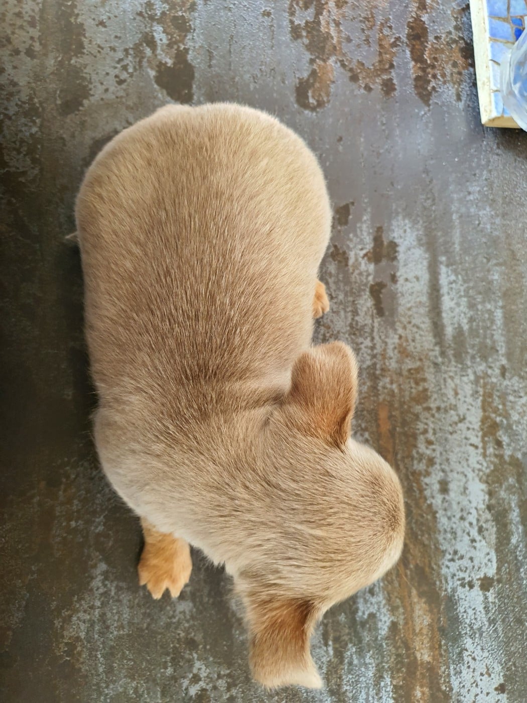 U 'Shine Like A Diamond Baby des ptits dragons de cupidon