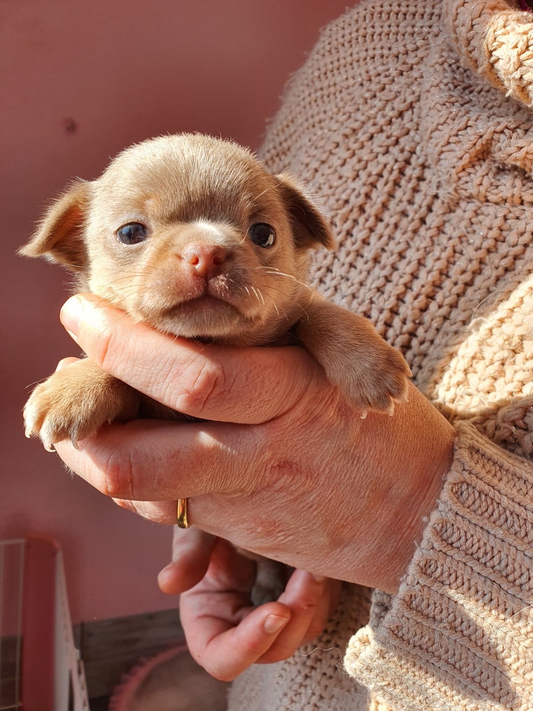 U 'Shine Like A Diamond Baby des ptits dragons de cupidon