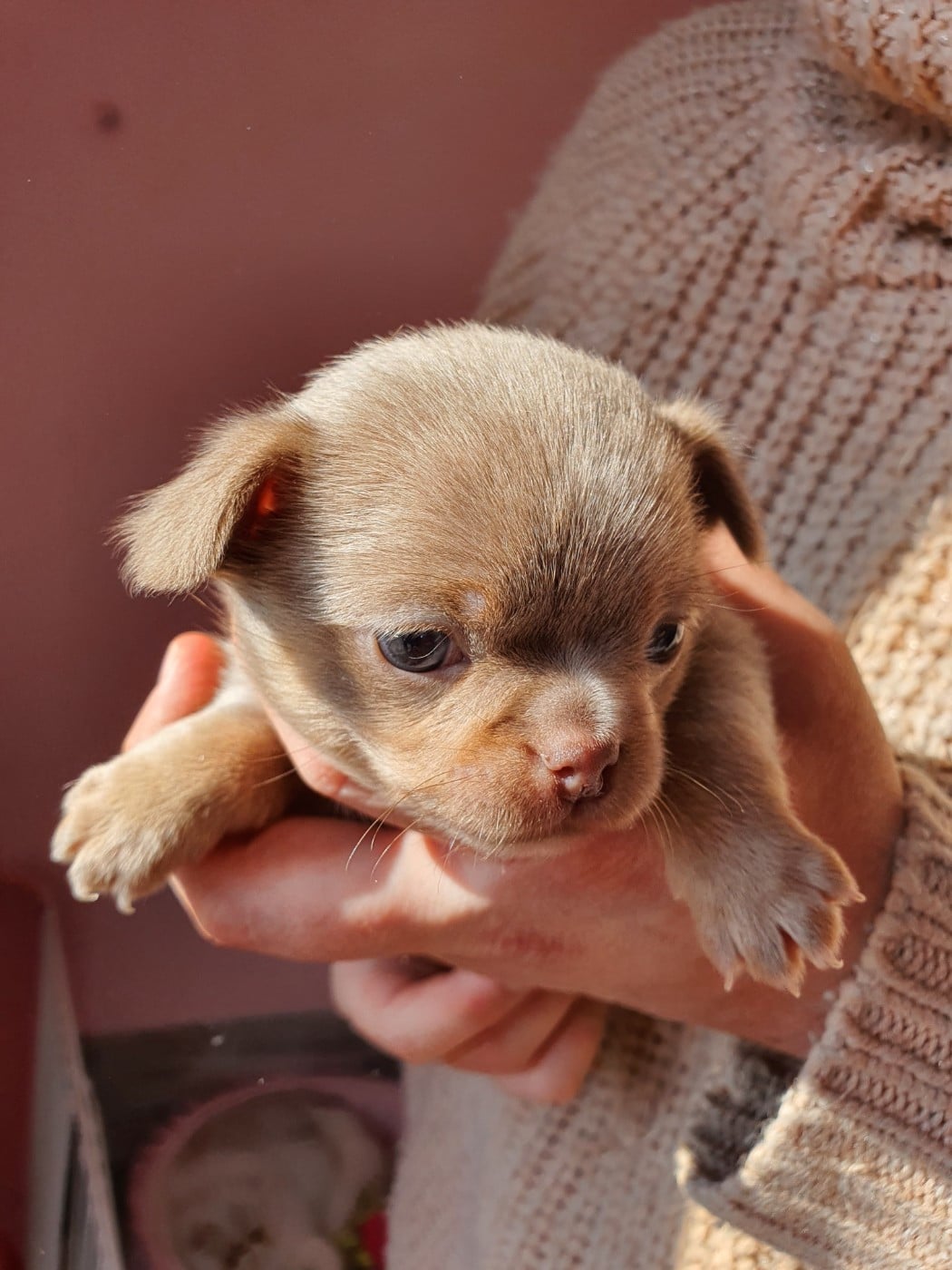 U 'Shine Like A Diamond Baby des ptits dragons de cupidon