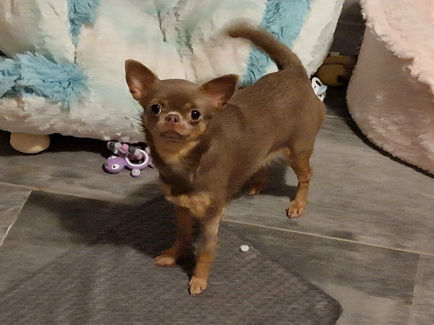 U 'Shine Like A Diamond Baby des ptits dragons de cupidon