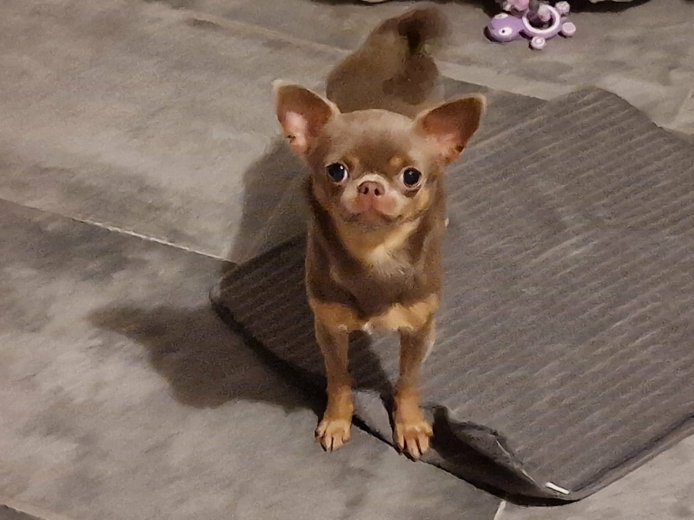 U 'Shine Like A Diamond Baby des ptits dragons de cupidon