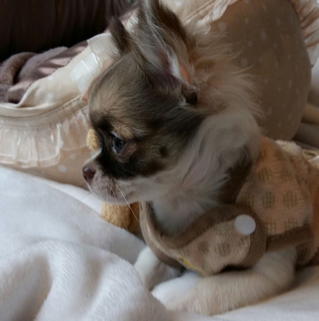 Publication : Of Elderflower Cottage