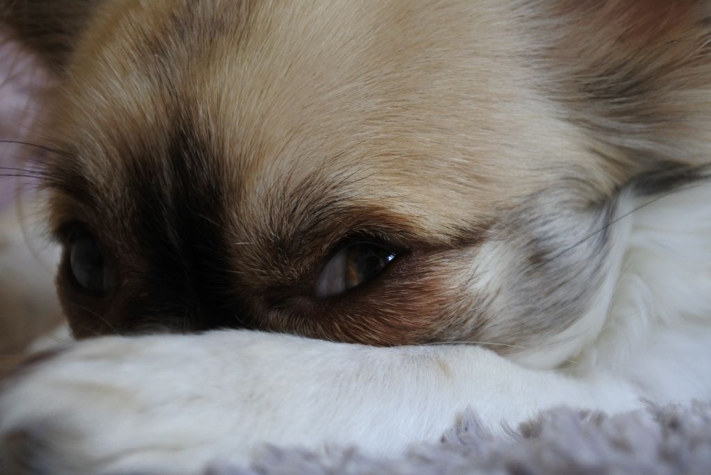 Publication : Of Elderflower Cottage