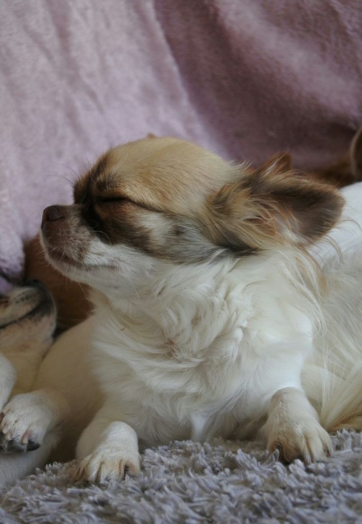 Publication : Of Elderflower Cottage