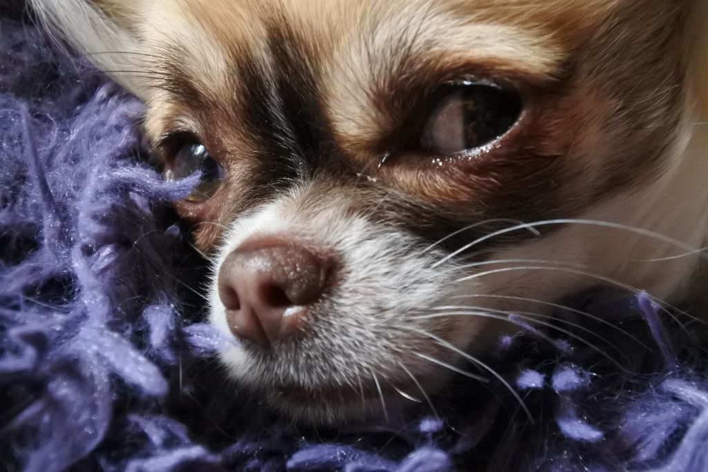 Publication : Of Elderflower Cottage