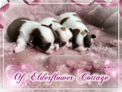 Of Elderflower Cottage