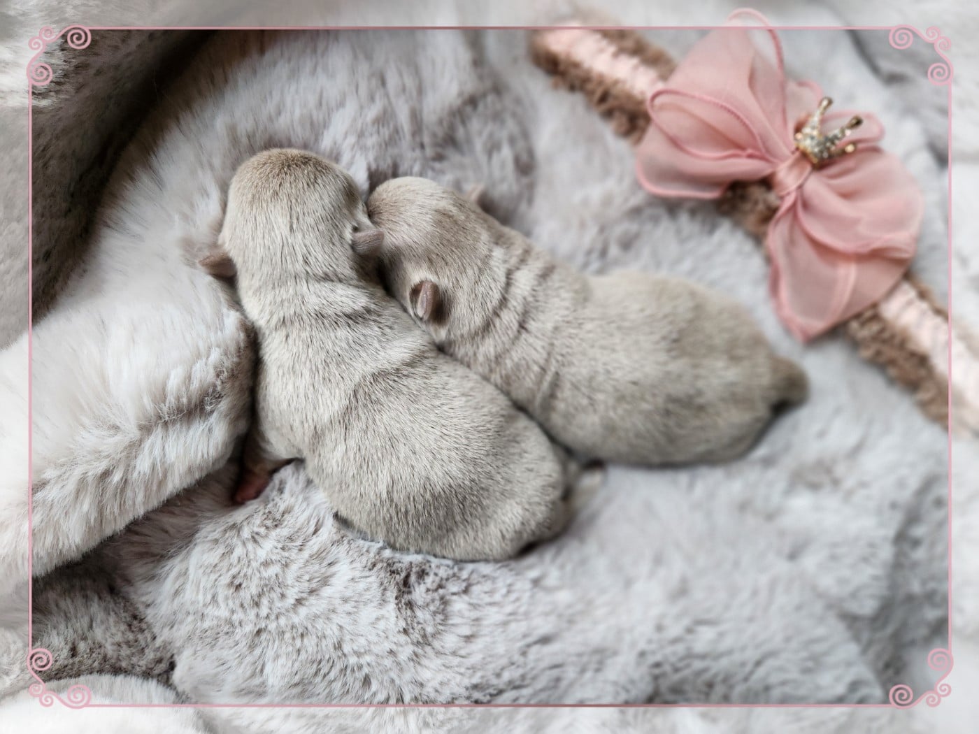 Chihuahua - Of Elderflower Cottage