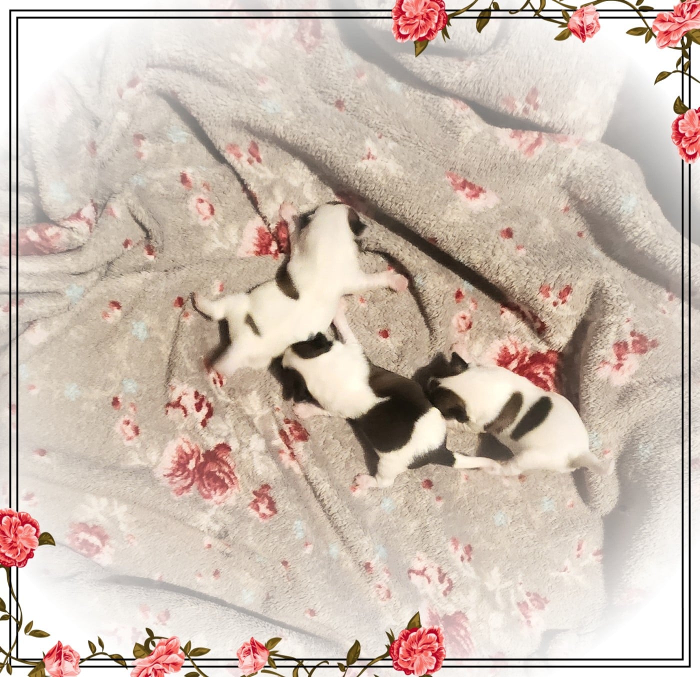 Chihuahua - Of Elderflower Cottage