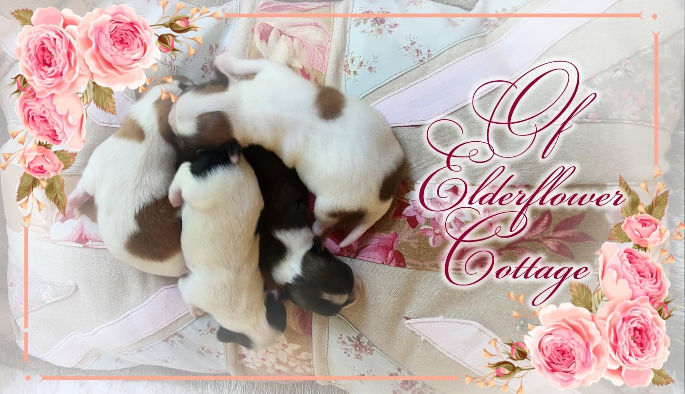 Chihuahua - Of Elderflower Cottage