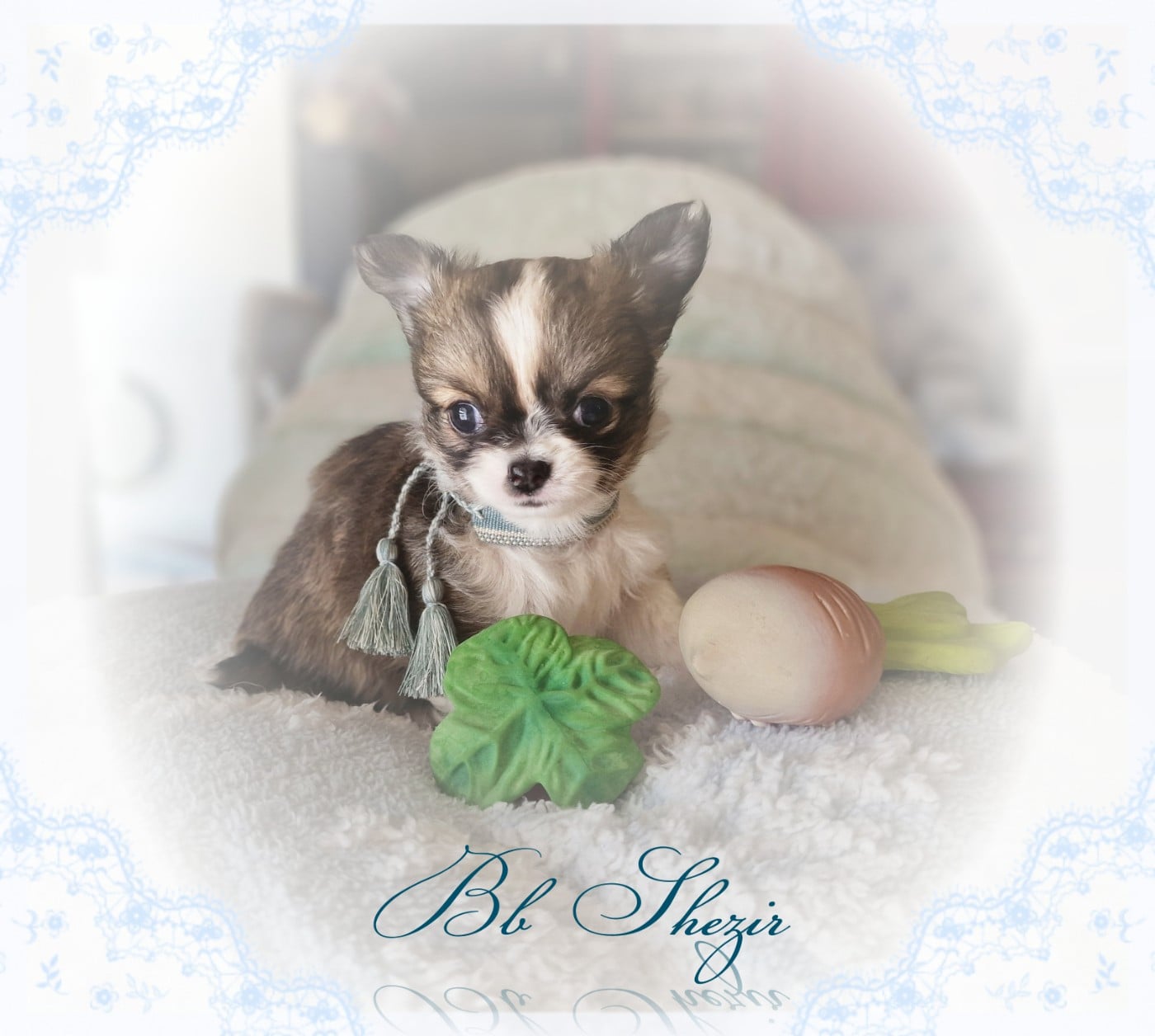 Bb Shezir