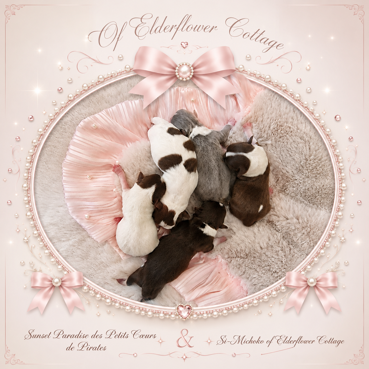 Chihuahua - Of Elderflower Cottage