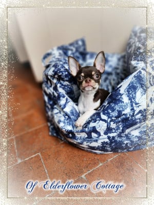 Les chiots de Chihuahua