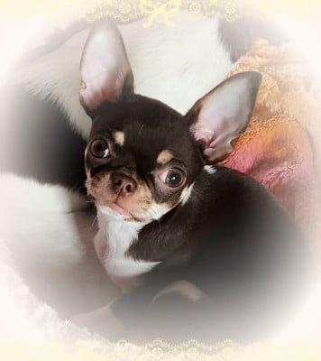 Les chiots de Chihuahua