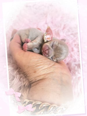 Les chiots de Chihuahua